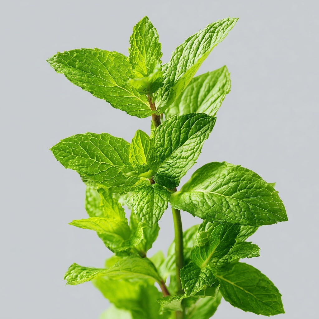 Menthe poivrée