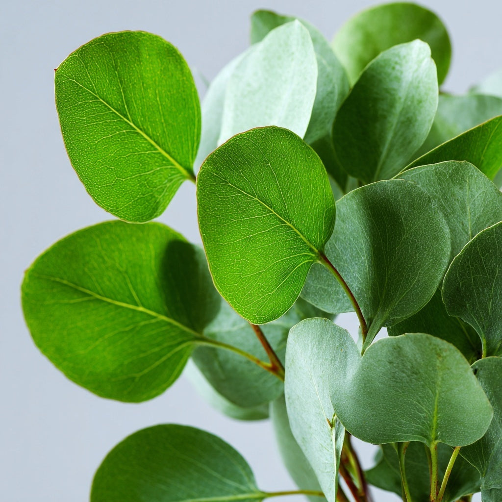 Eucalyptus radié