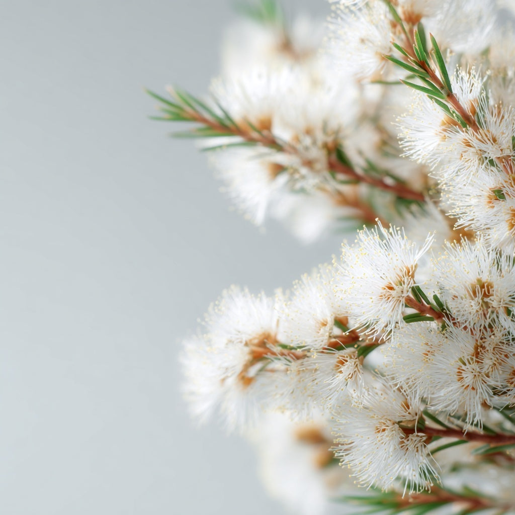 Tea Tree