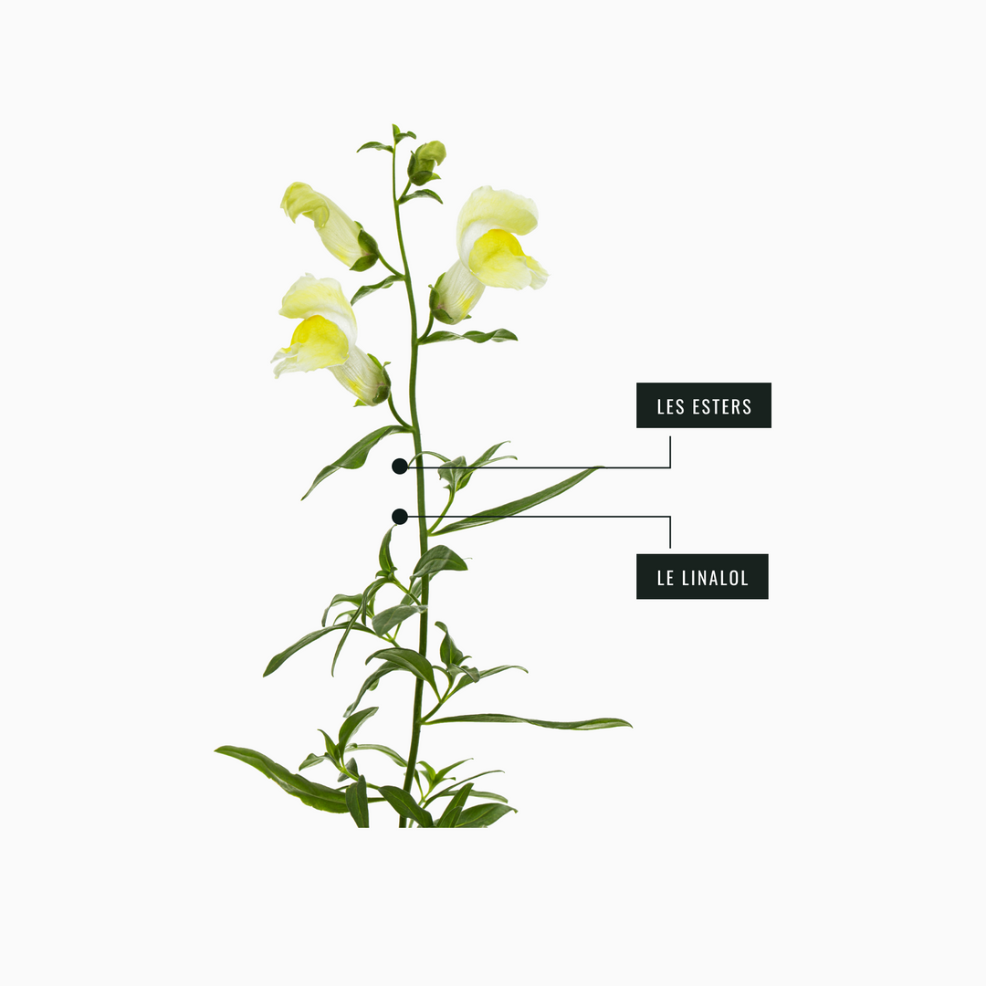 Image montrant les actifs naturels de l'huile essentielle de Ylang Ylang