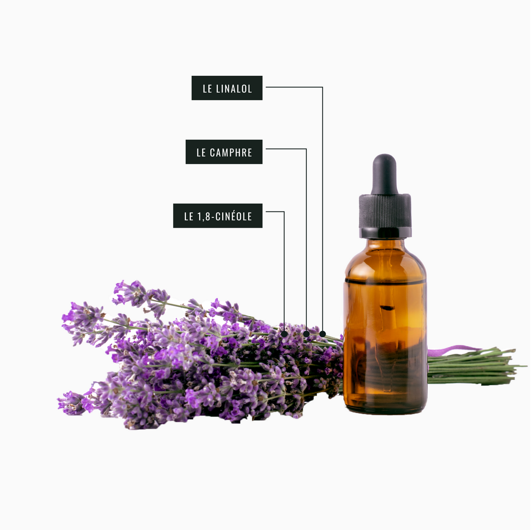 Image montrant les actifs naturels de l'huile essentielle de lavande aspic